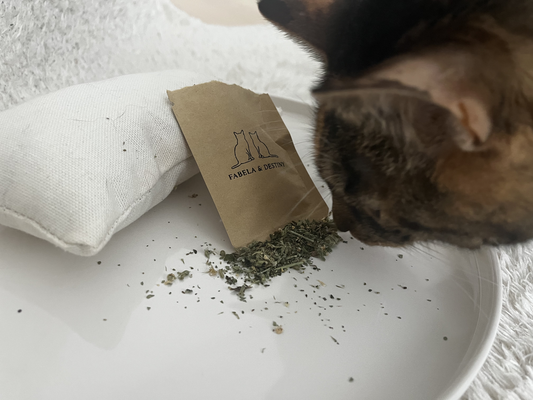 Natürliche getrocknete Katzenminze